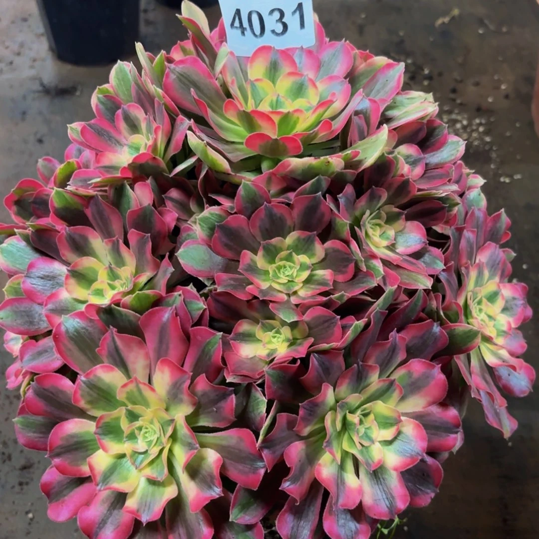 4031多肉植物男神特价