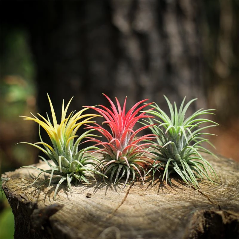 空气凤梨红精灵木托款植物室内懒人玄关高级无土植物花卉盆栽绿植