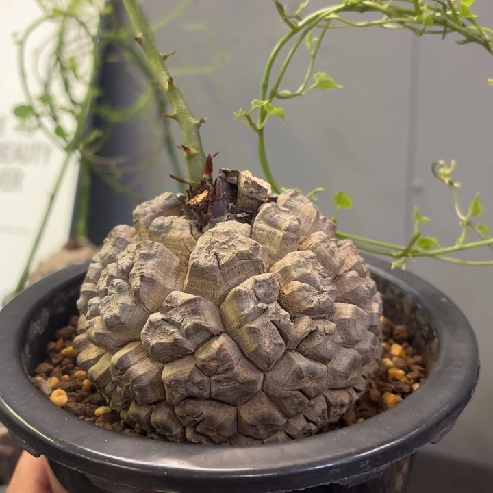 18 日系龟甲龙带盆包邮