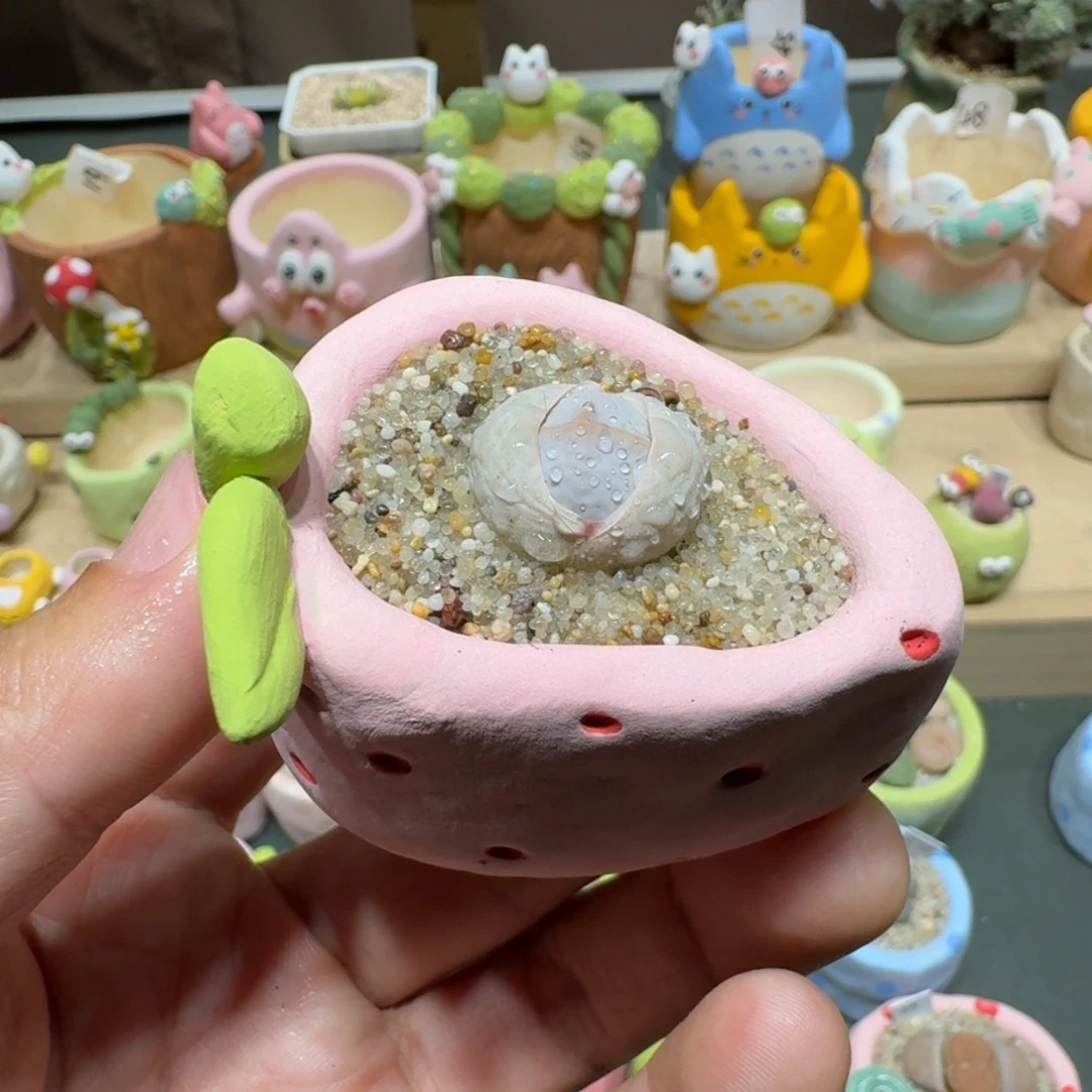 红陶蘑菇478高尔夫