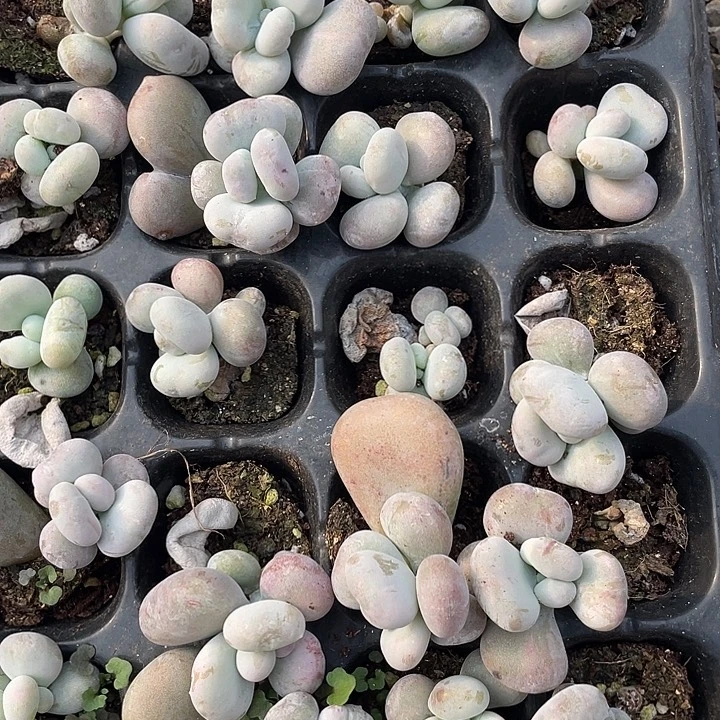 油卷随机发满18包邮