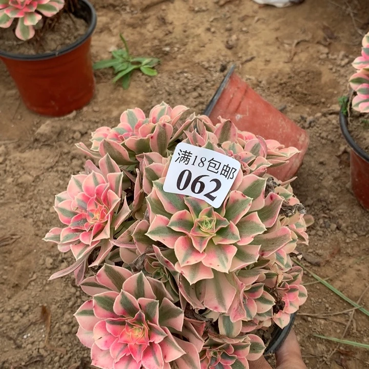 062粉女巫不包断枝4