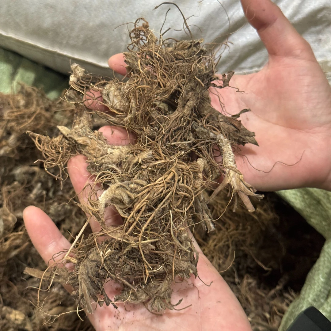 广东大山 地胆头 精选干货