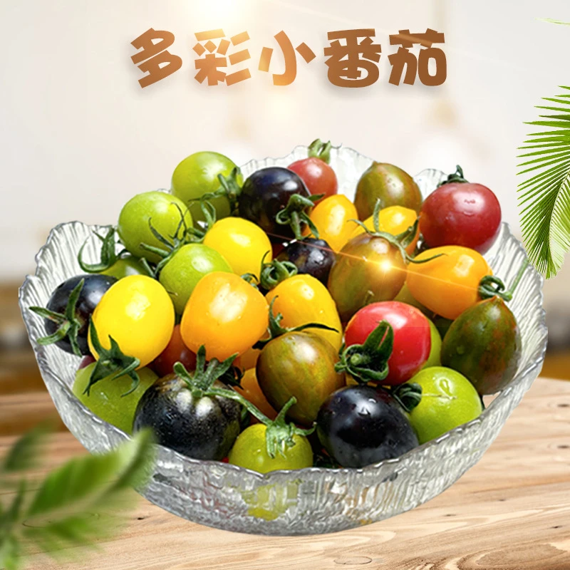 顺丰包邮山东寿光多彩小番茄新鲜采摘多色小洋柿子黄色多彩圣女果