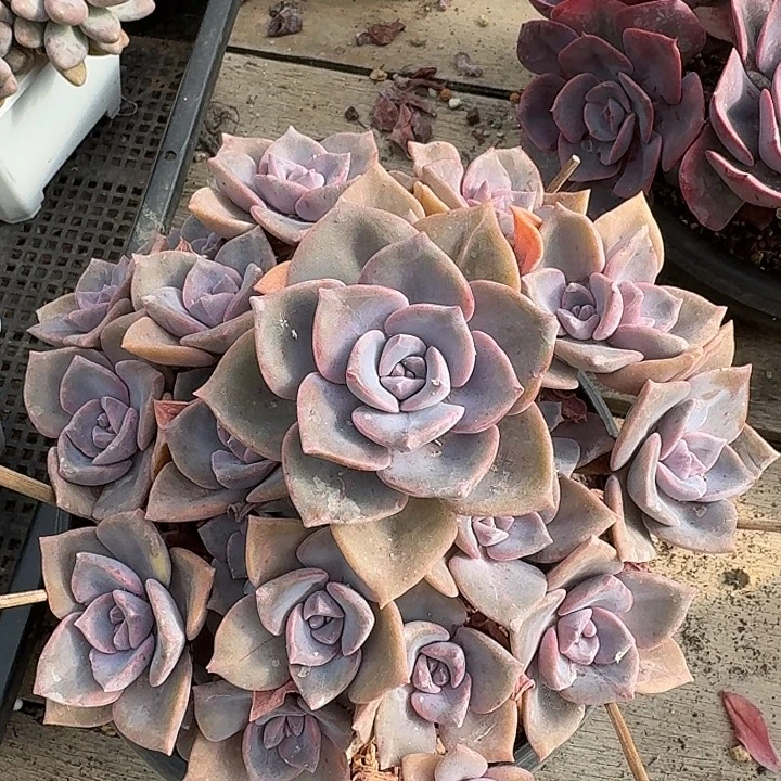 彩虹糖多肉植物的