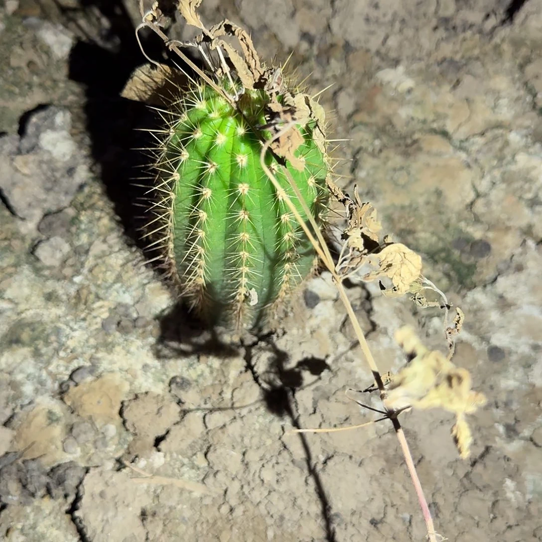 风***言茉莉根高13公分毛花柱