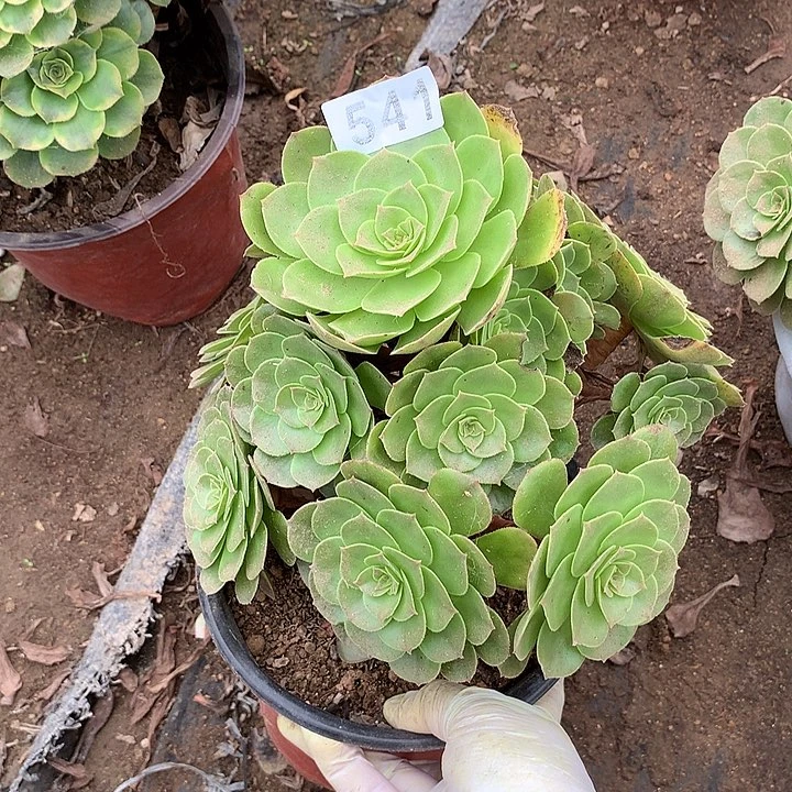 不周正万圣节541号