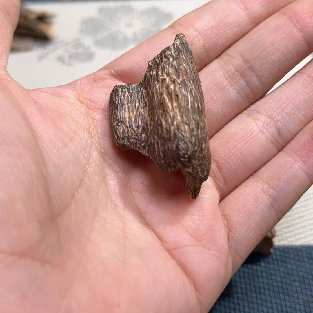 香榧木海南尖峰岭瓜子料3克
