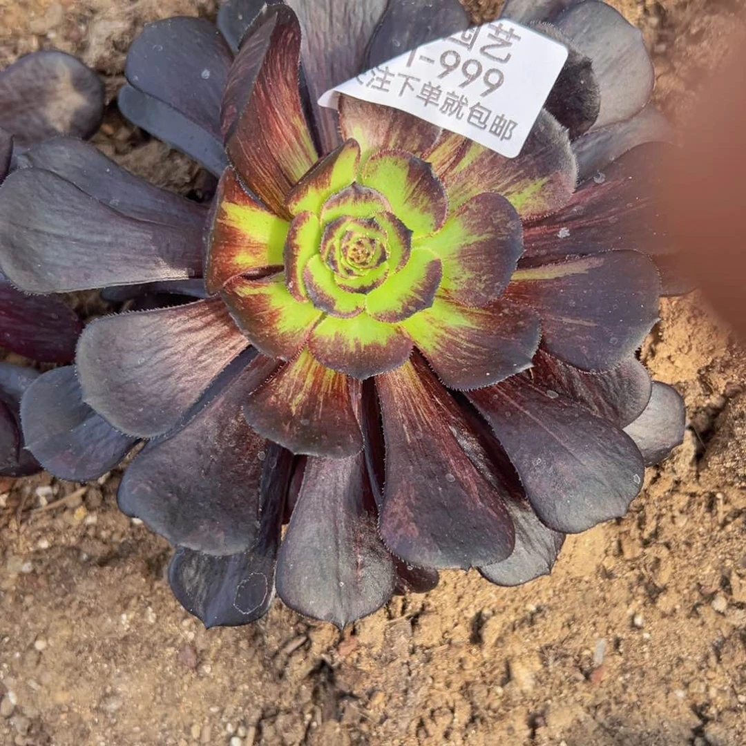 黑萝莉拉丝多肉植物999