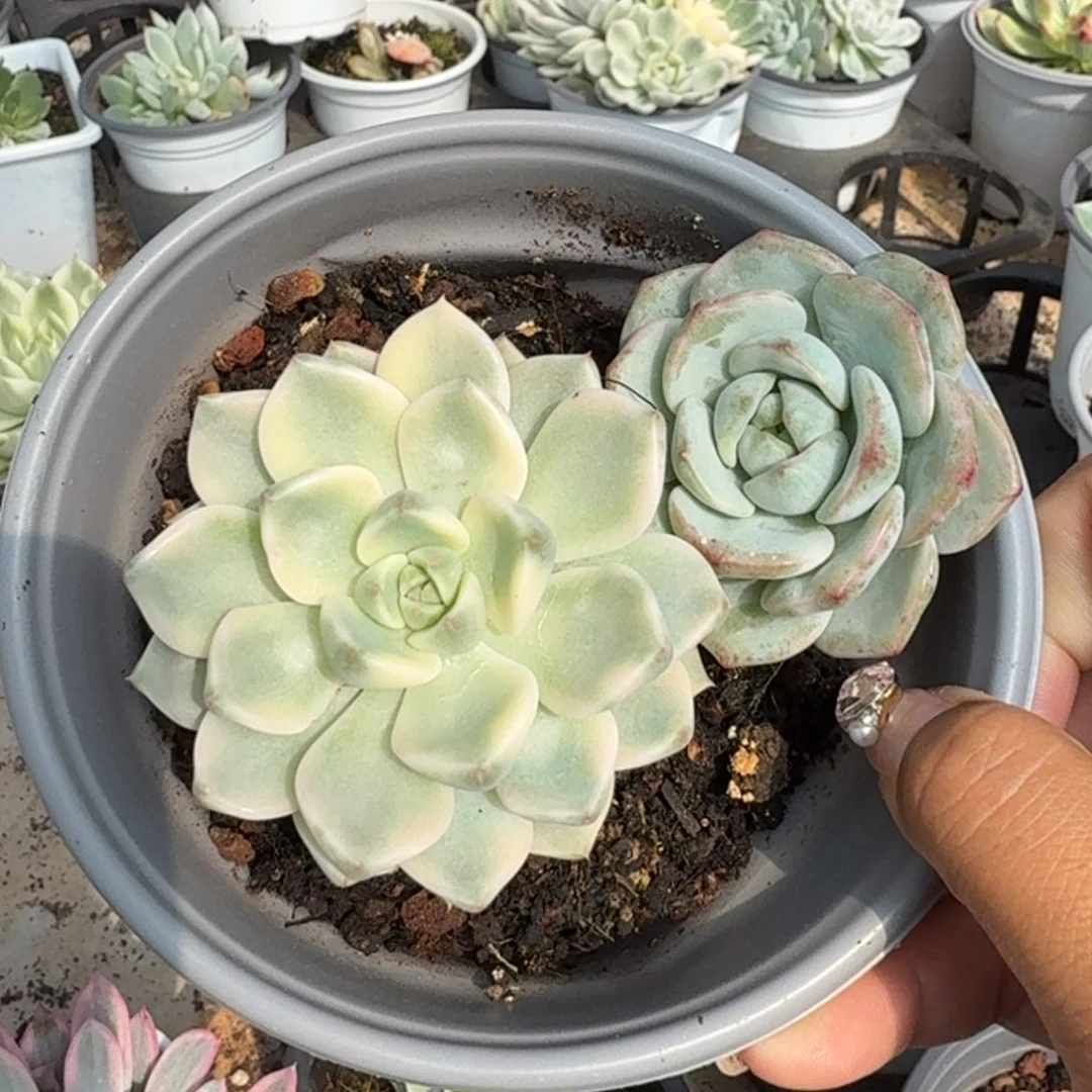 一盆两颗一组到如今