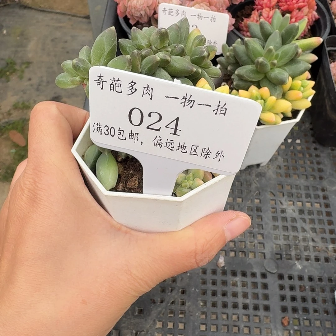 依***依024 脱土哈哈哈哈哈