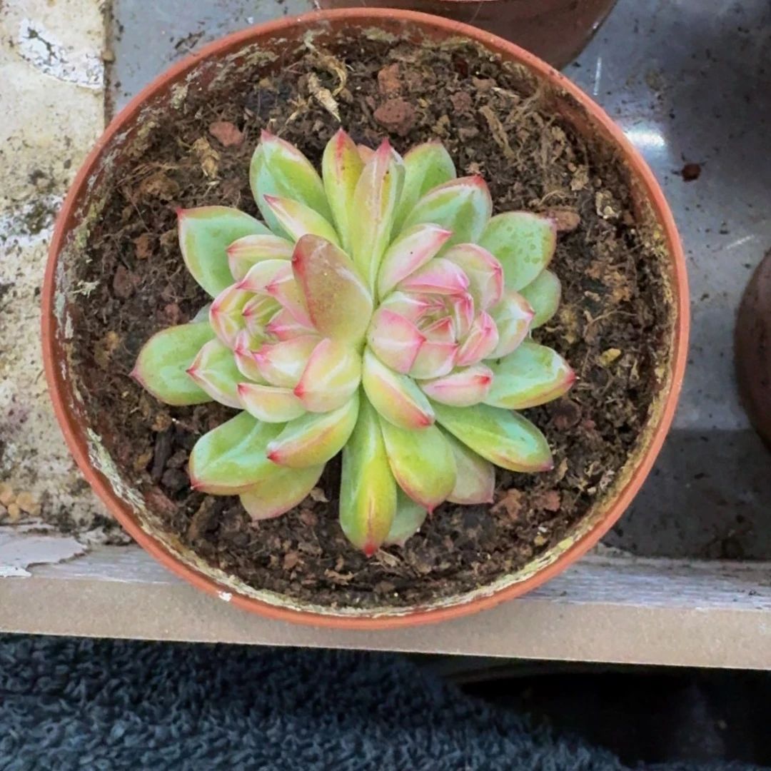 雪花珍妮 单头 一物一拍