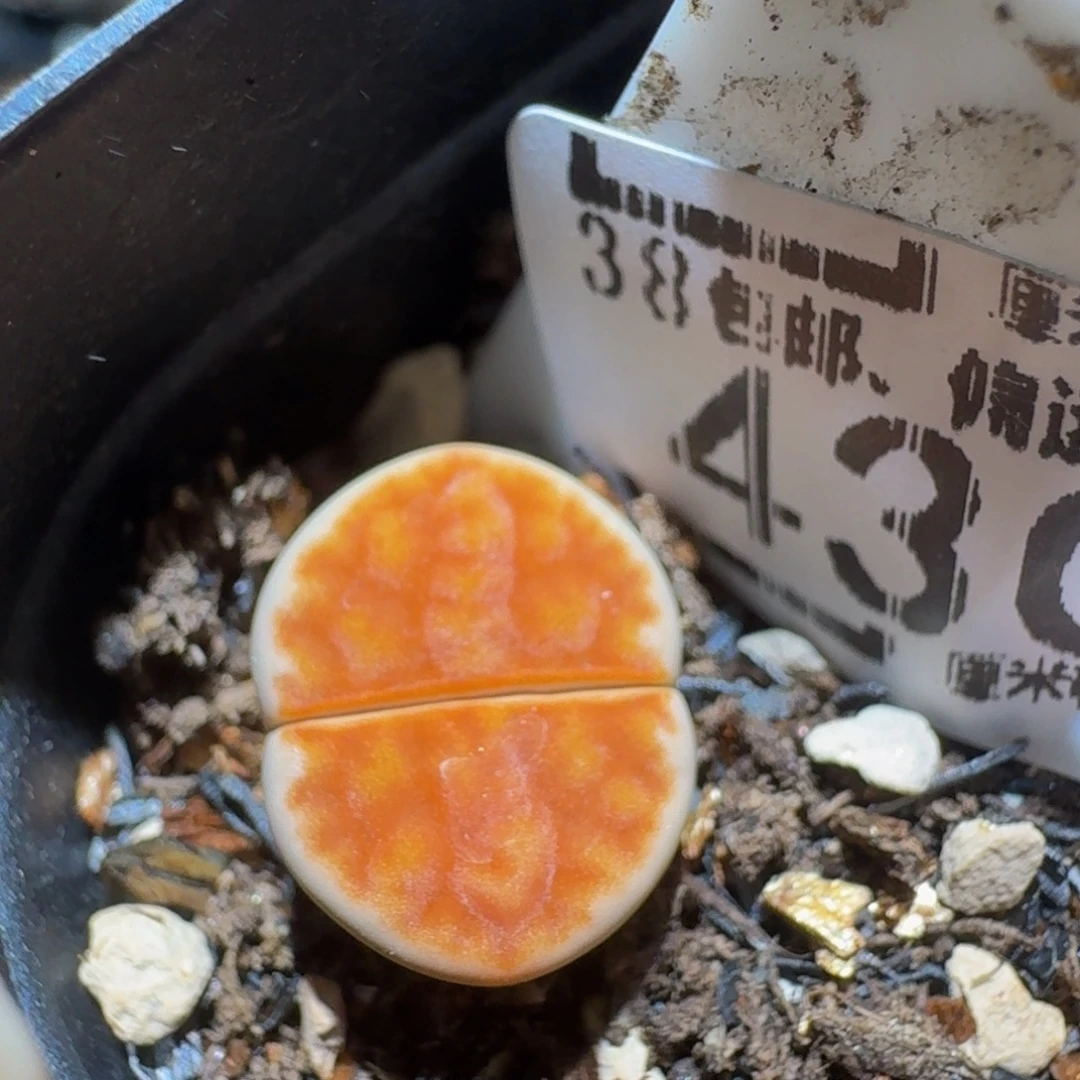 zzzzz生石花肉锥430
