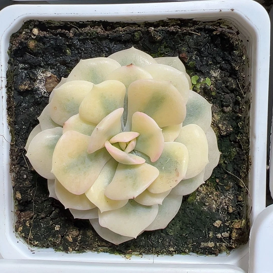 满38包邮血精灵锦