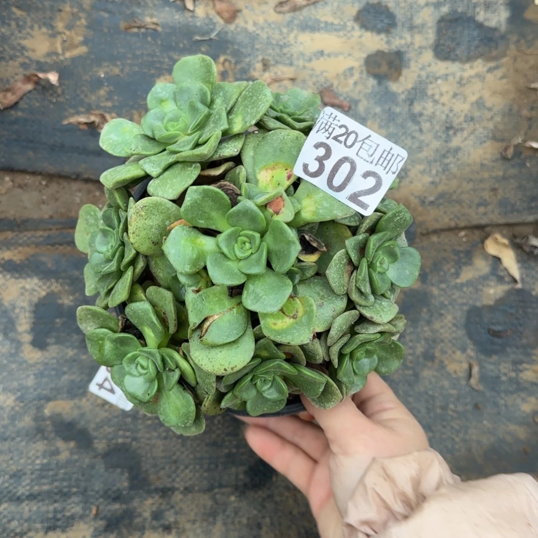 百合丽丽302满20包邮断枝不包