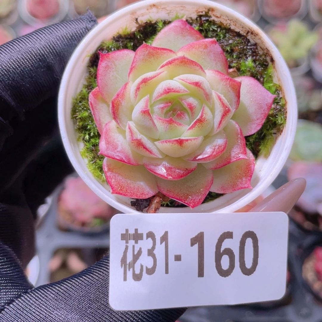 花利美31-160女王玫瑰