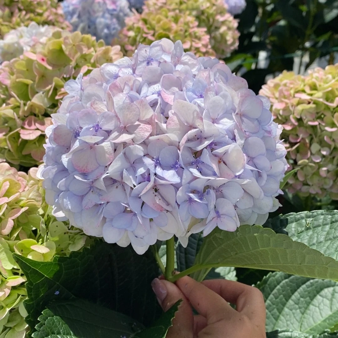 31号绣球/有色差介意勿拍/3单冷链包邮/偏远补运费发德邦空运