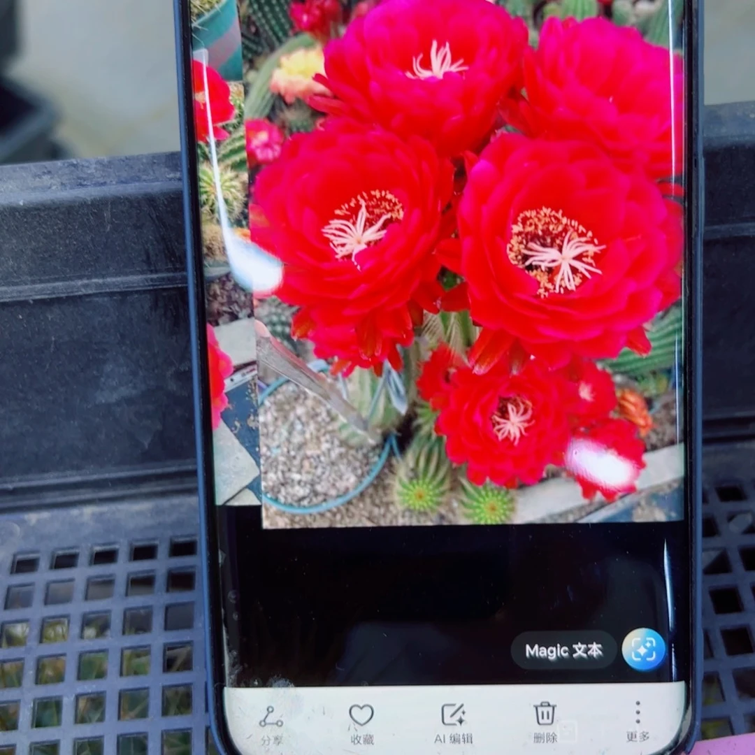 下54毛樱桃红斑点歪无根5公分左右20包邮