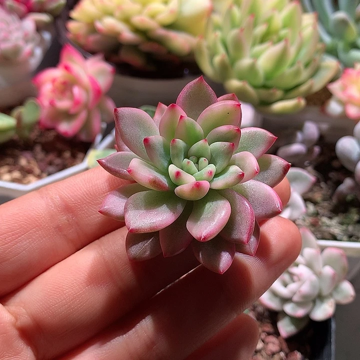 鹰嘴红锦锦锦锦锦