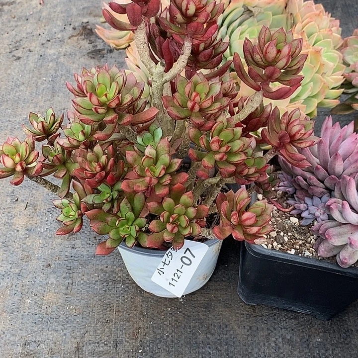 小***哒小七夕多肉不知名07