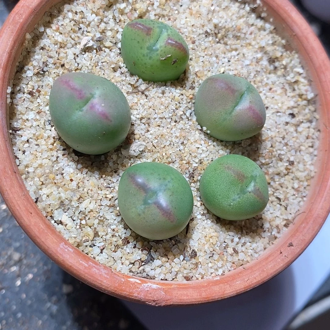 28313。  一颗桃割娘杂交。