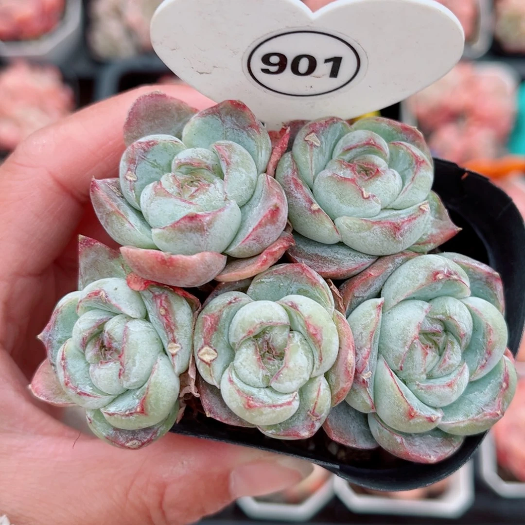 901号小老桩胖虎群