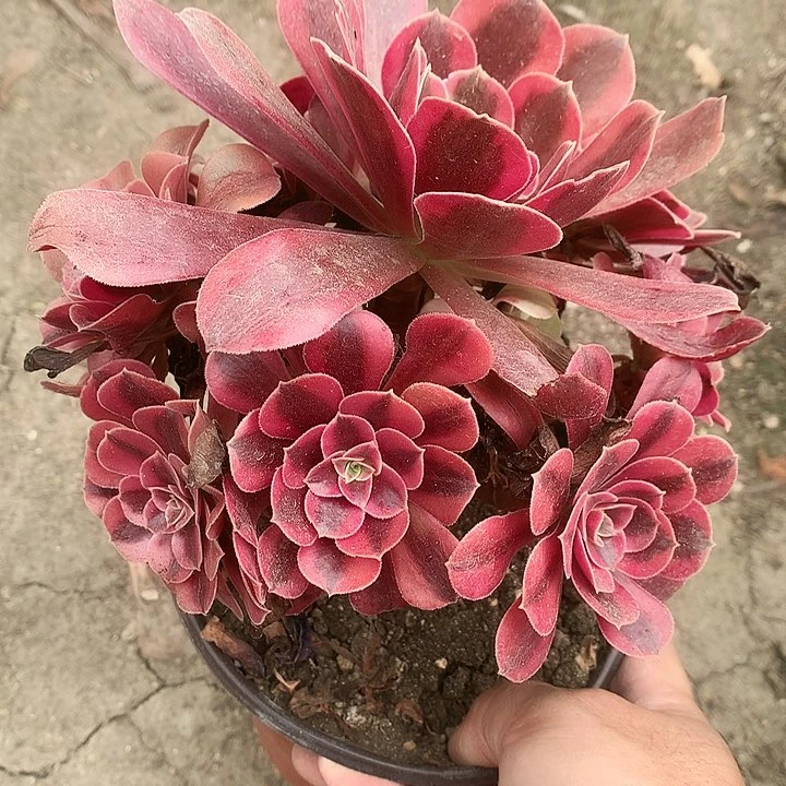371美杜莎多肉植物