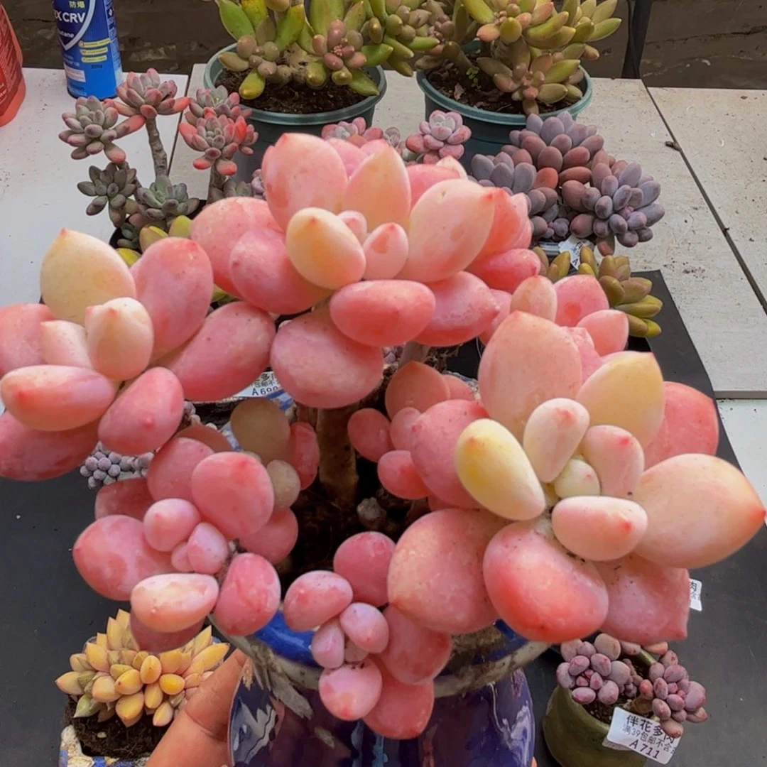 797樱花洛神9cm多肉植物