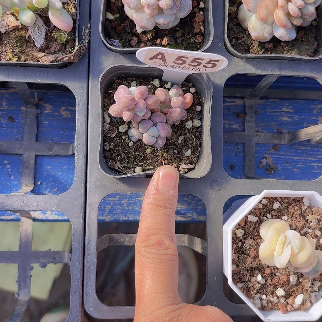 A555腰子蛋一物一拍