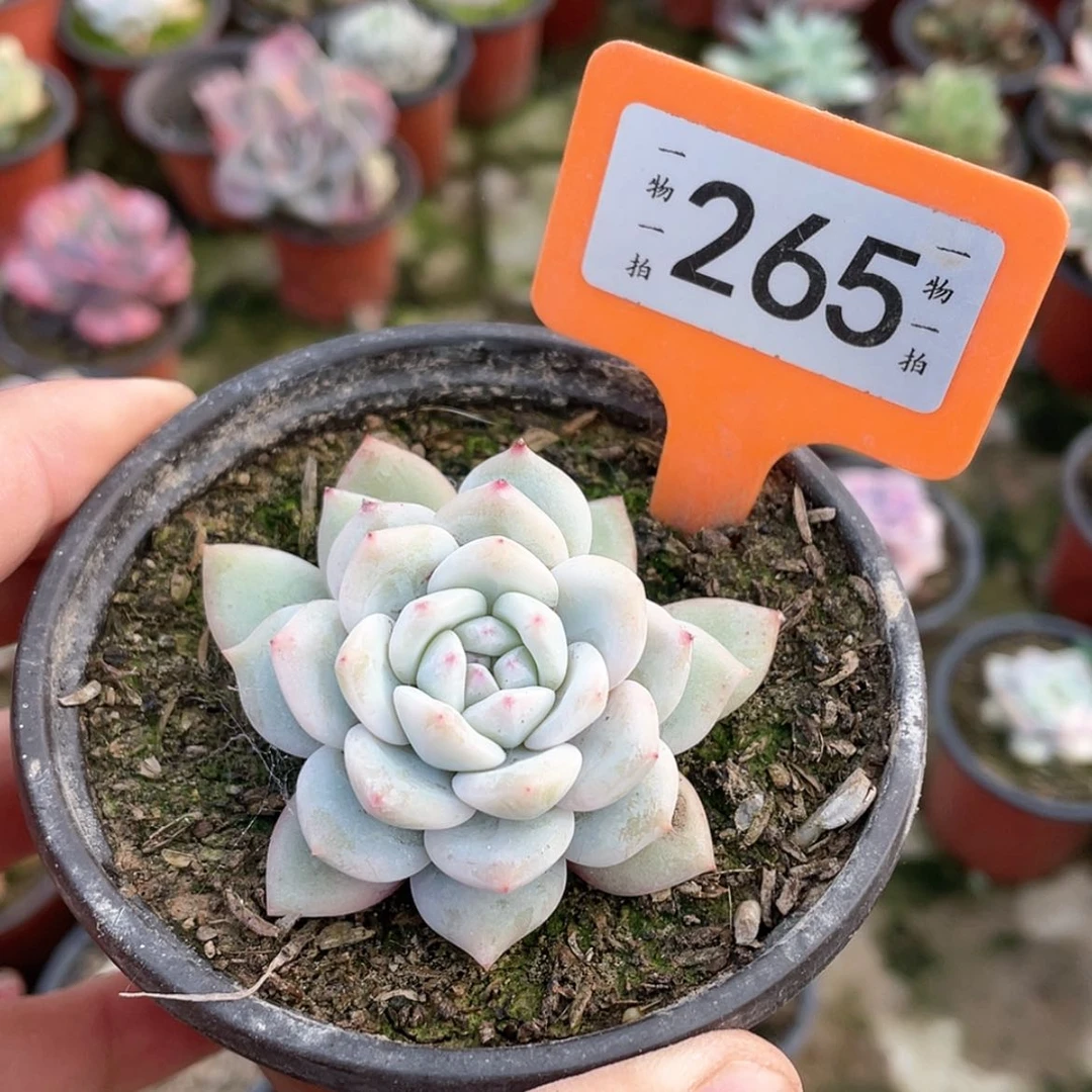 【闪购商品】大*糖265号