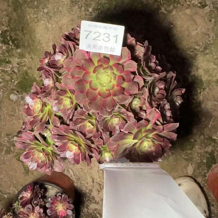 7231安娜的多肉植物