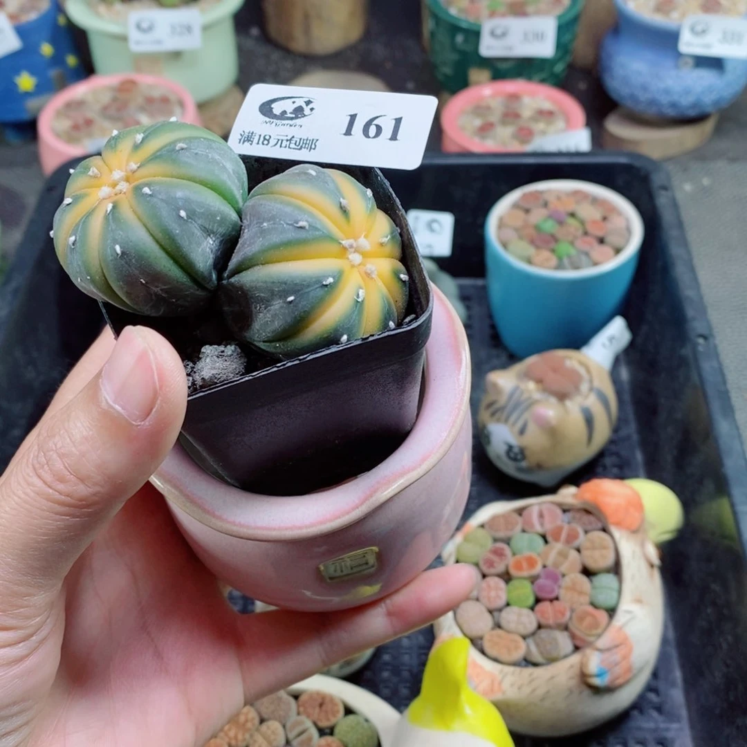 ❥****゛生石花花花花花花花花161