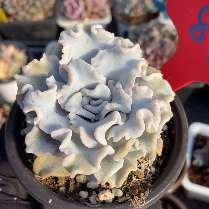 833饺子皮多肉植物