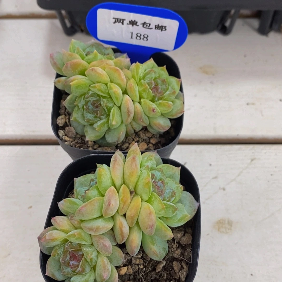 188-新品糖心群一个