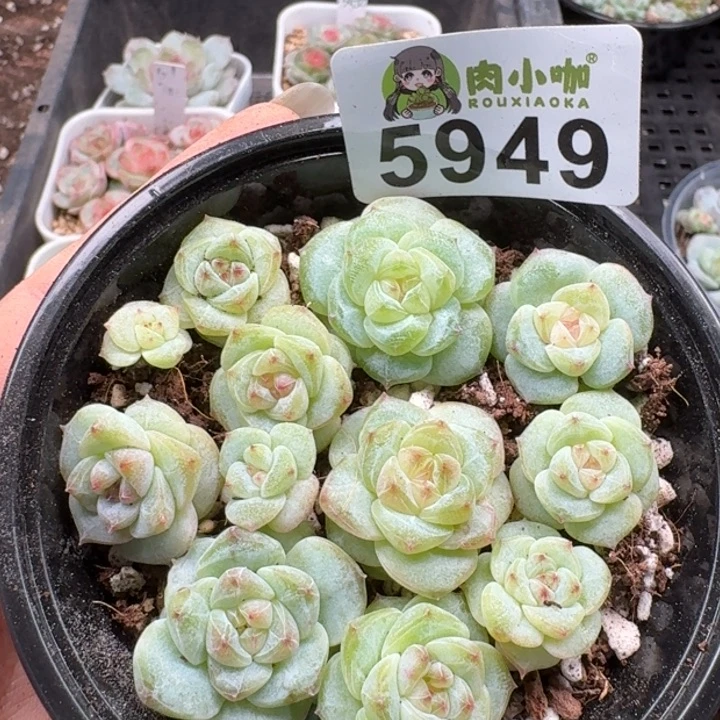 多肉植物多肉植物