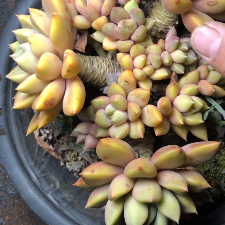 茹18///////////////