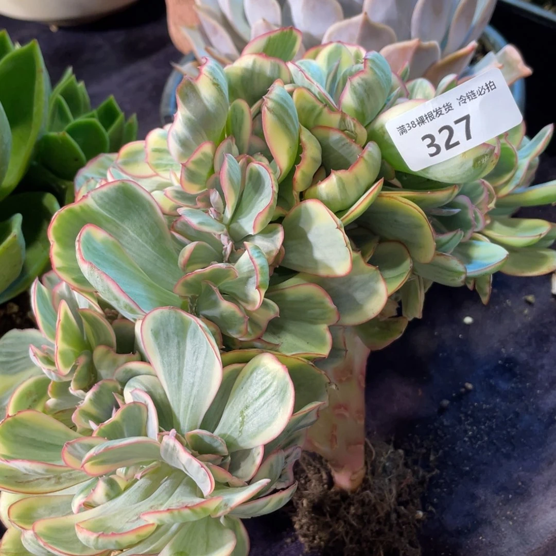 327幻影缀化多肉植物
