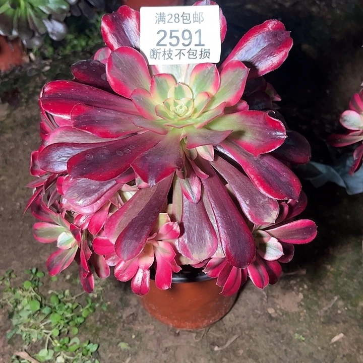 2591美杜莎多肉植物