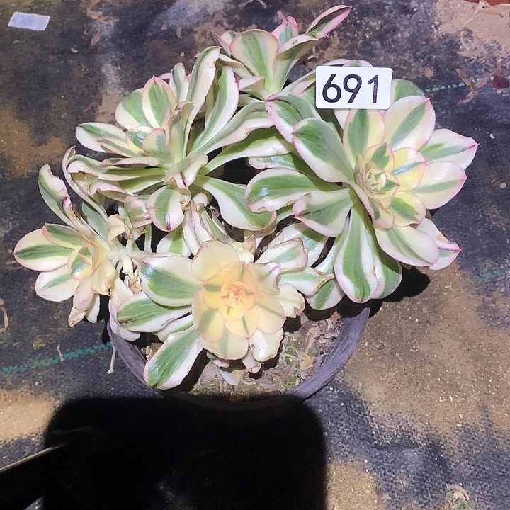 多肉植物法师691艳子锦