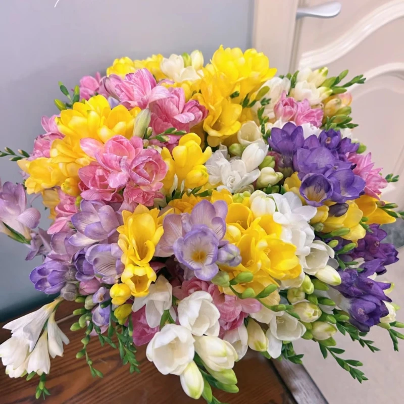 东北凌源香雪兰鲜花花卉辽吉黑京津冀蒙发货