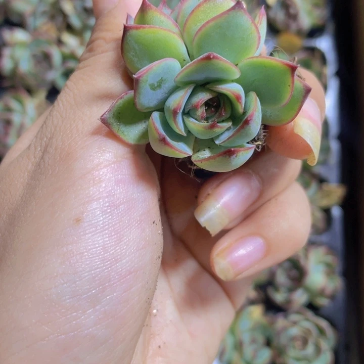 35精品勾魂仙子2颗一组