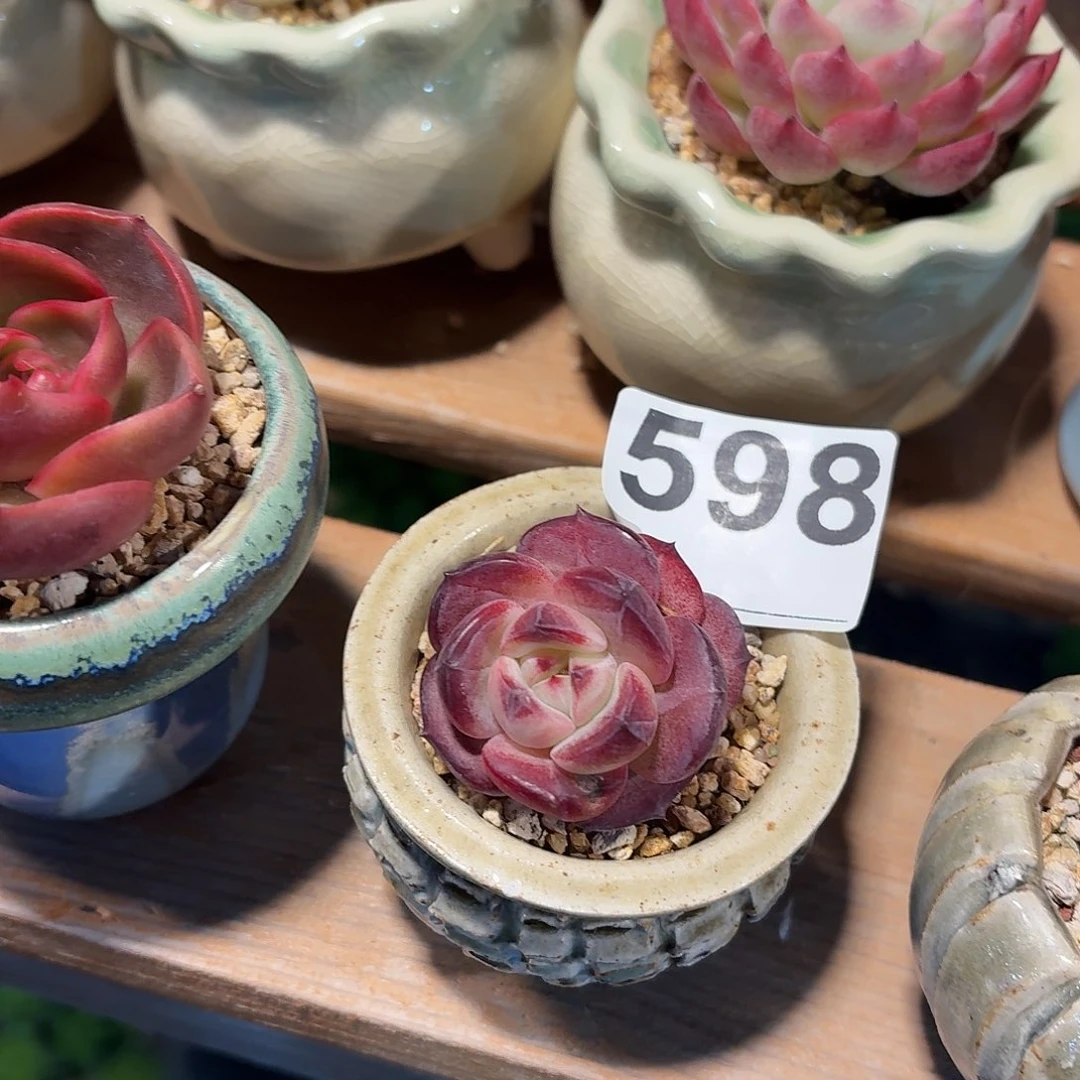 佑***桉夜魔侠多肉带盆发货598