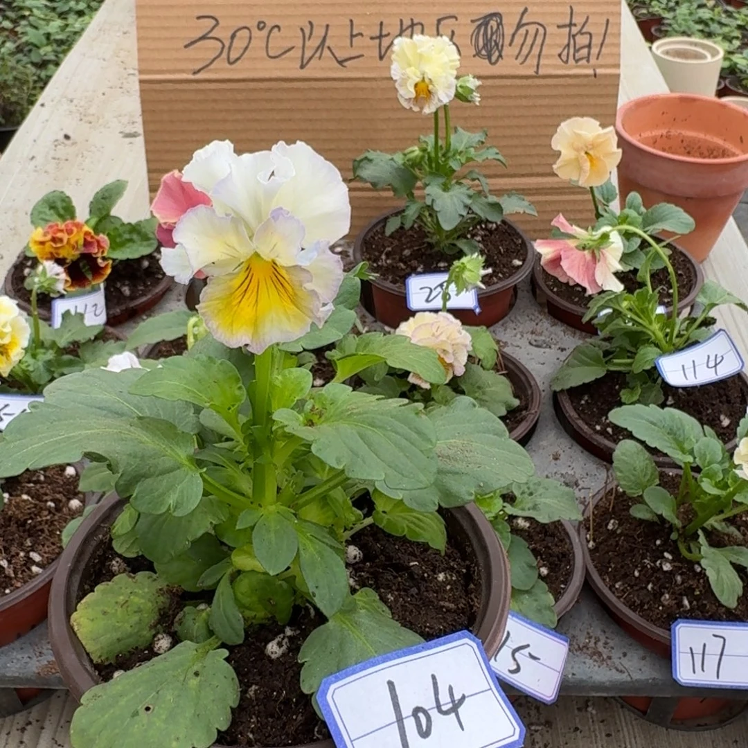 完全开放皱边角堇104