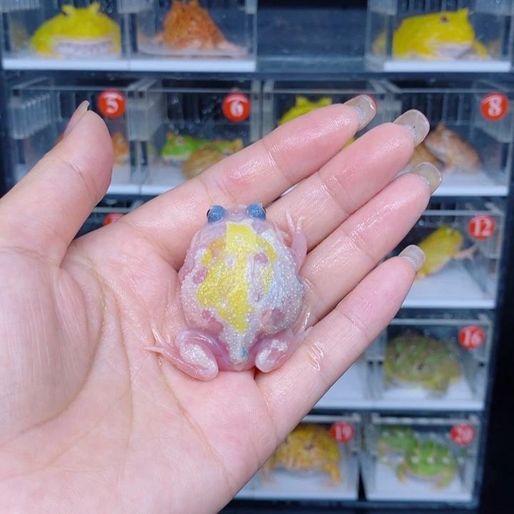 角蛙恭喜发财大吉大利