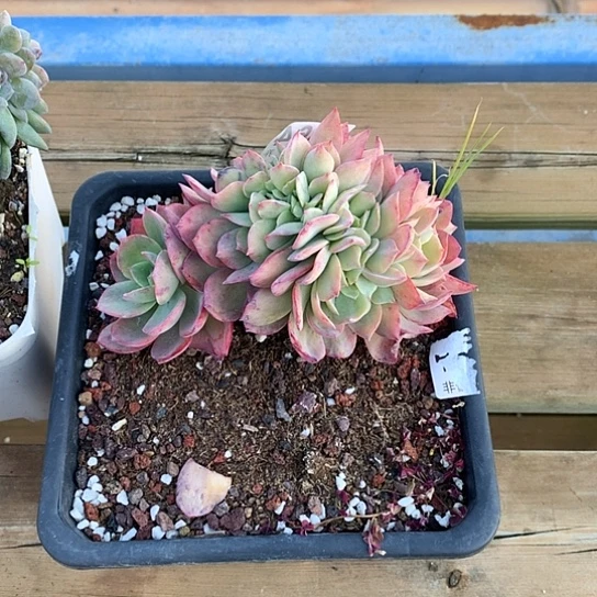 燕***姐霞光缀化364 叶子冻伤不售后