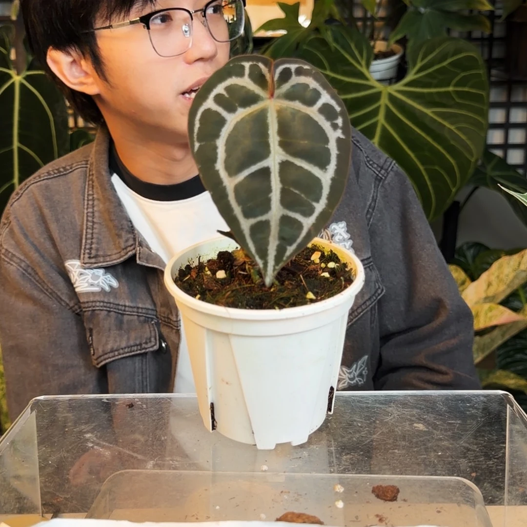 完全开放O78 米歇尔杂黑水晶