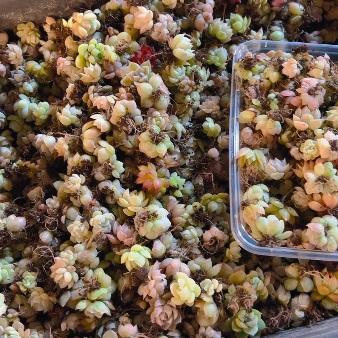 小卡拉蜜保底100颗饭盒装量拍