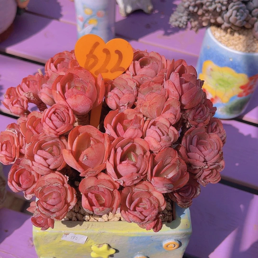 ?****622号一物一拍