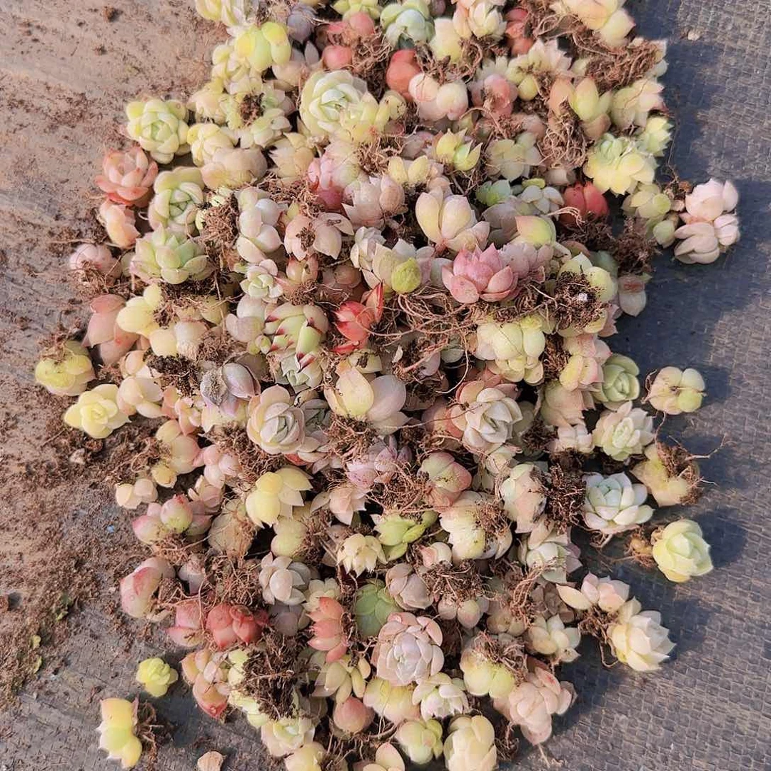 饭盒小苗保底100颗以上量拍