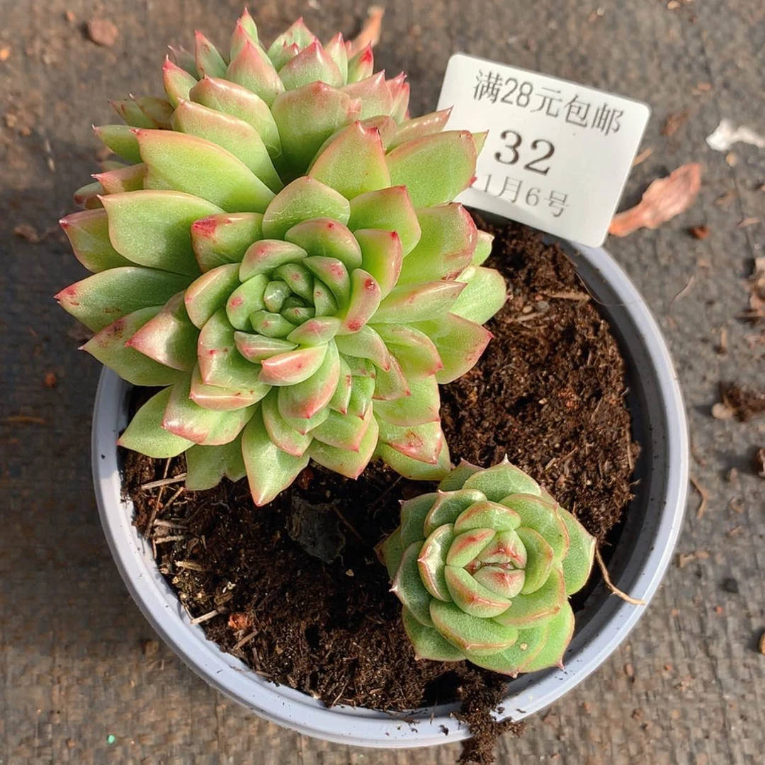 【闪购商品】云32号